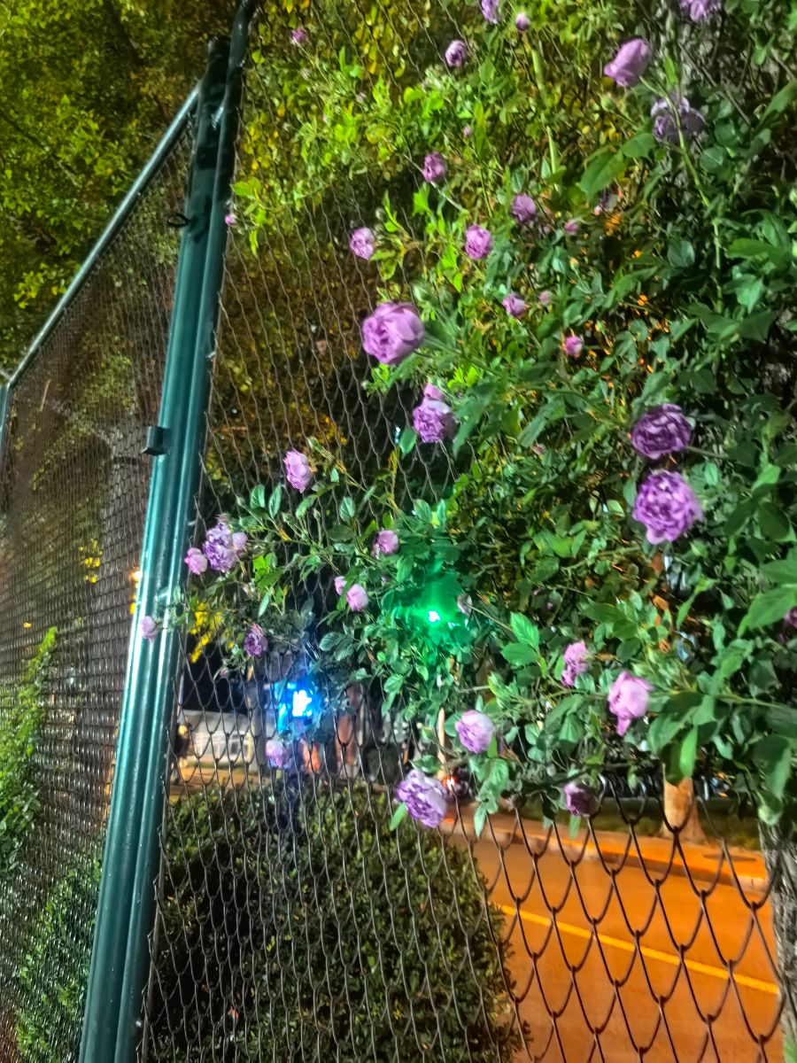 珍贵记忆